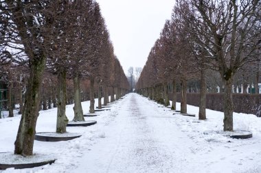 Satır ağaçların Peterhof Palace St. Petersburg, Rusya. Kışın.