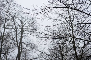 Ağaç dalı yaprakları, Sonbahar, kış olmadan. Gökyüzü arka plan ile