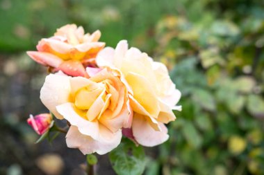 Bahçede portakal gülü