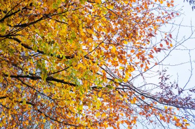 Sonbahar içinde sarı ve yeşil yaprakları ile ağaç şube.