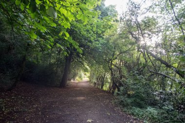 Ormanda Yeşil Ağaçlar ile Walkway Yolu