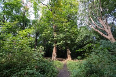 Ormanda Yeşil Ağaçlar ile Walkway Yolu