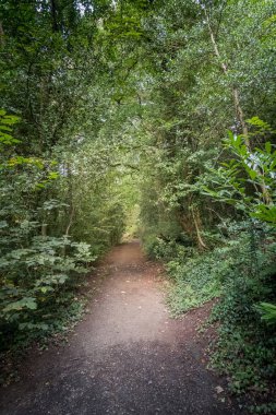 Ormanda Yeşil Ağaçlar ile Walkway Yolu