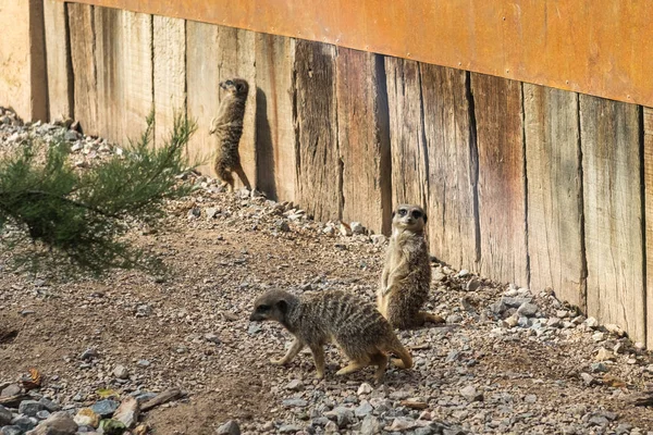 Meetkat Gruppe Steht Auf Dem Boden — Stockfoto