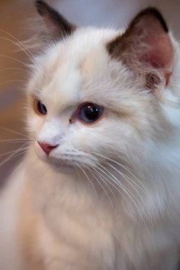 Sevimli, küçük Ragdoll kedisi. 4 aylık.