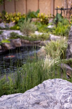 Koi balığı ya da Nishikigoi bahçedeki açık havuzda taşla süslenmiş.