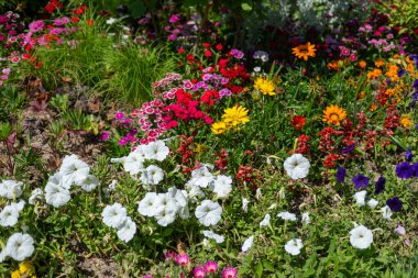 Bahçede çiçek açan pembe, beyaz ve sarı çiçeklerin karışımı.
