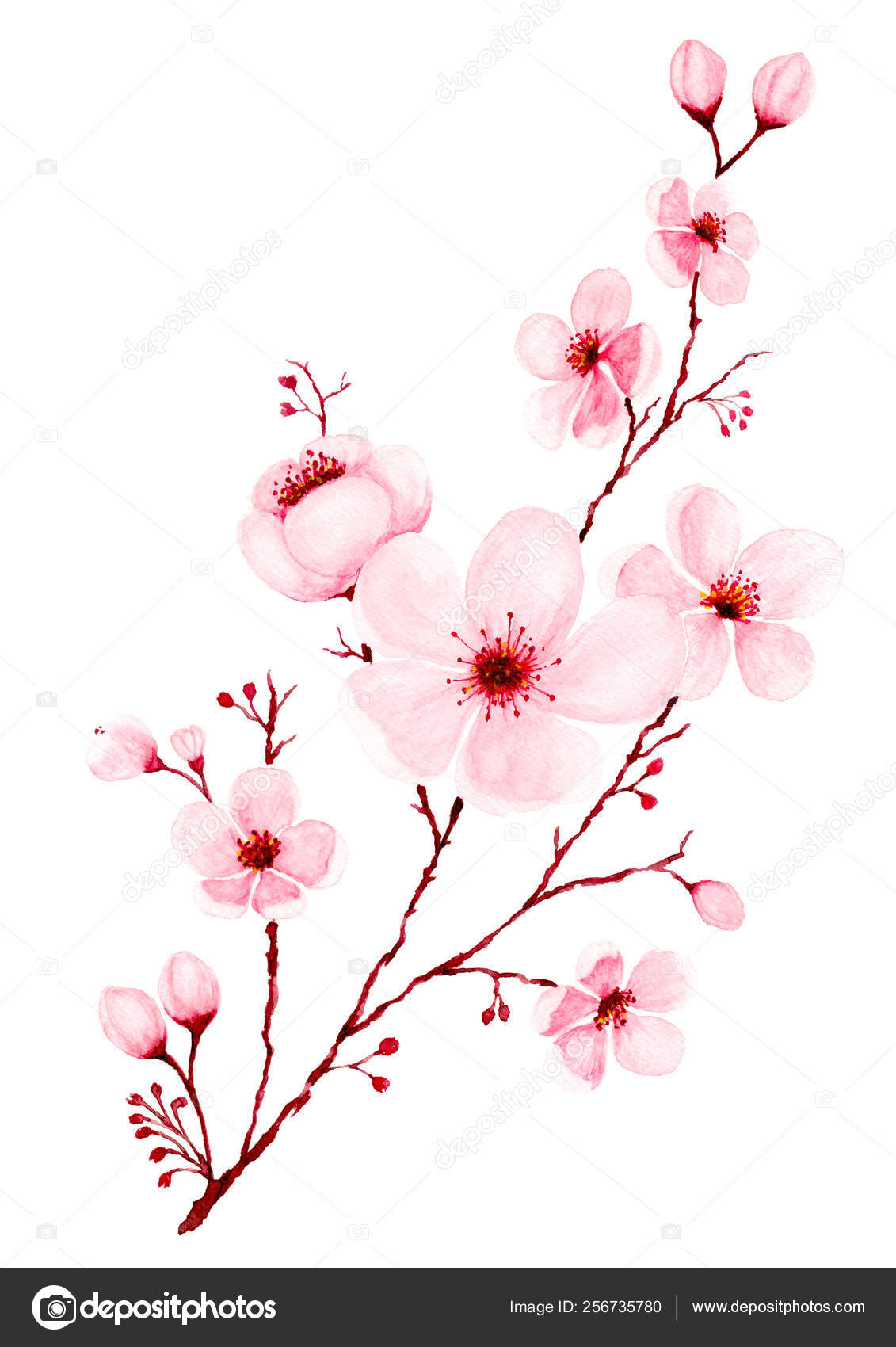 Watercolor Cherry Blossom Branch Hand Painted Stock Photo Image By C Pranee13 Watercolor Cherry Blossom Branch Hand Painted Stock Photo Image By C Pranee13