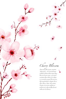 Template watercolor sakura branches hand painted on white backgr clipart
