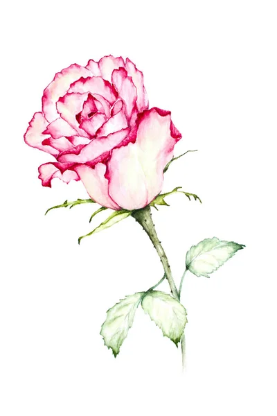 Pintura de acuarela rosa roja - Ilustración . —  Fotos de Stock