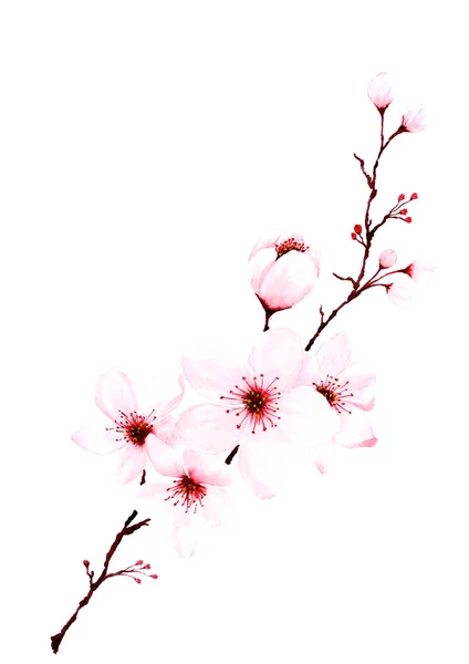 水彩桜の枝手ペイント. — ストック写真