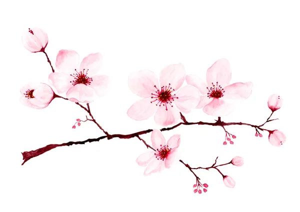 Aquarel Cherry Blossom takken handgeschilderde. — Stockfoto