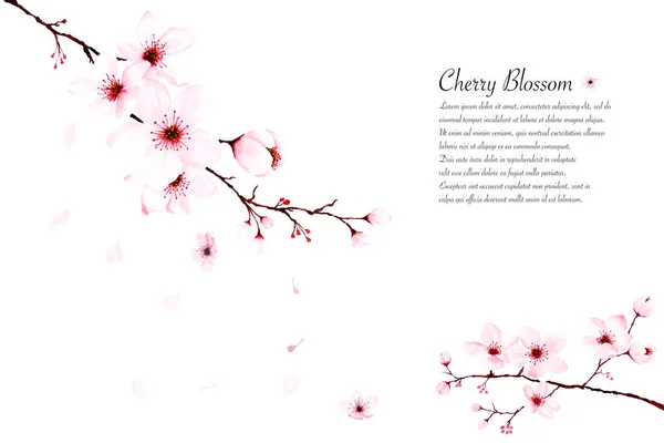 Sjabloon aquarel Cherry Blossom takken hand geschilderd op whit — Stockfoto