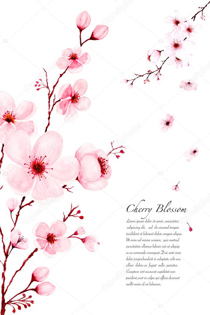 Template watercolor sakura branches hand painted on white backgr