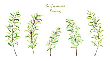 Toplama biberiye suluboya seti