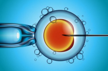 insan dişi yumurta vektör illüstrasyon yapay döllenme