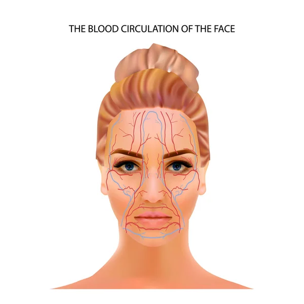 얼굴의 혈액 순환, 정맥 및 모세 혈관은 머리가 위치해 있다 — 스톡 벡터
