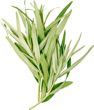 Beyaz bir backgro süs için bitkilerin taze yeşil dallar