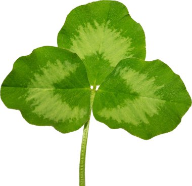 Beyaz arka plan makro yonca yaprağı üstten görünüm için st. Patr vurdu.