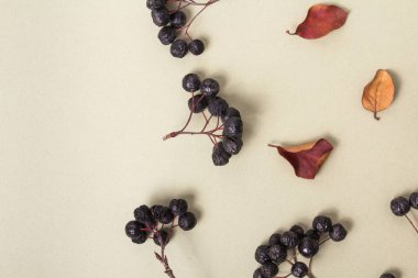 Siyah çilek ve mavi bir arka plan üzerinde sonbahar yaprakları. Üstten görünüm. Çilek kümeleri. Pastel kabarık kağıt. Bitki elemanları sonbahar kompozisyon.