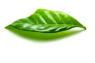 Kahve yaprak üst kısmında, görüntünün yatay olarak yer alır. Aşağıda orada metin için özgür yer.