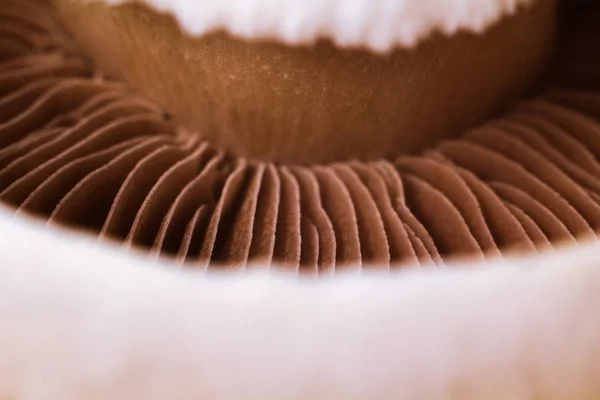 Warm Mushroom Texture. Fresh Champignon Background. High cuisine. Champignon mushrooms. Macro texture. Very shallow DOF, selective soft focus as a magic food concept.