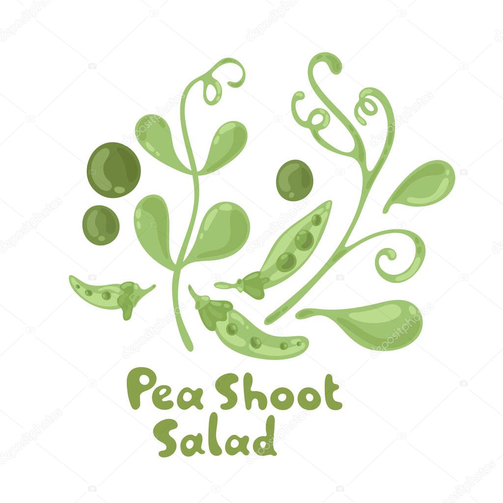 Pea shoots vector vegetable illustration. Pea shoots salad ingredient. Botanical drawing. Farm market product. Isolated cute icon on white background. Fresh leaves and peas. Delicious peas seeds