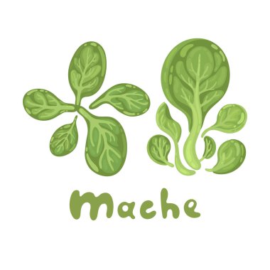Mache. Yeşil salata yaprakları. Beyaz arka planda izole edilmiş vejetaryen sağlıklı yiyecekler. Yapraklı sebzeler. Menü için harika, tarım ürünü tanıtımı, aşçılık, yaşam tarzı konsepti, diyet, yemek kitabı, kafe.