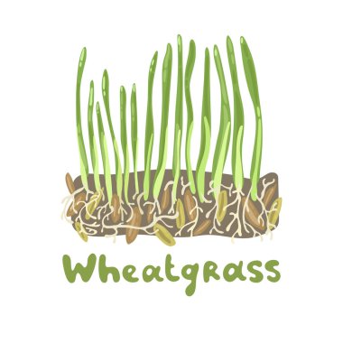 Buğday çimi güzel stok çizimi. Besleyici ev yapımı buğday çimi. Süper yiyecek sebze arpası bitkileri, yalıtılmış lahanalar. Sağlıklı yiyecekler, yaşam tarzı konsepti, aşçılık bitkisi. Düz vektör tasarımı