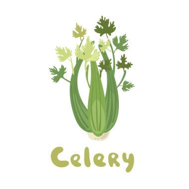 Kereviz. Çiftlik pazarı menüsü için sebze çizimi. Sağlıklı organik gıda tasarımı. Vegan vektör gıda klibi çizimi. Sevimli aşçılık bitkisi ikonu. Menü tasarımı, aşçılık kitabı, web tasarımı için