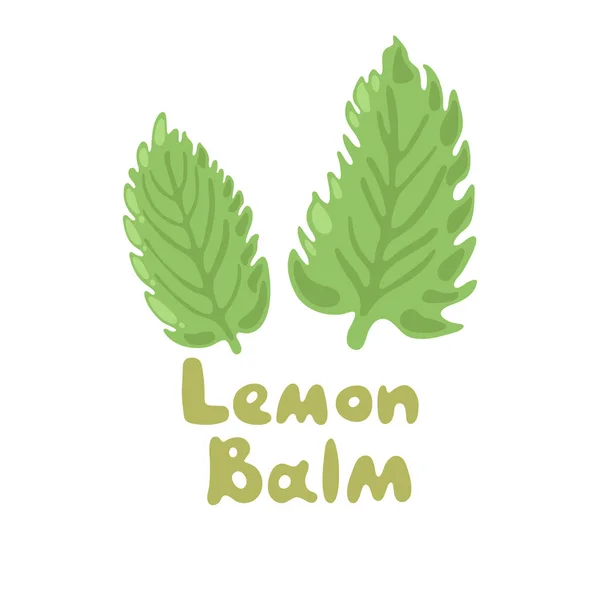 Lemon Balm or Melissa officinalis. Green seasoning, medicinal herbs and spices. Harvest green raw lemon balm leaves. Medicinal plants lemon balm twigs on a white isolated background. Melissa plant — Stock Vector