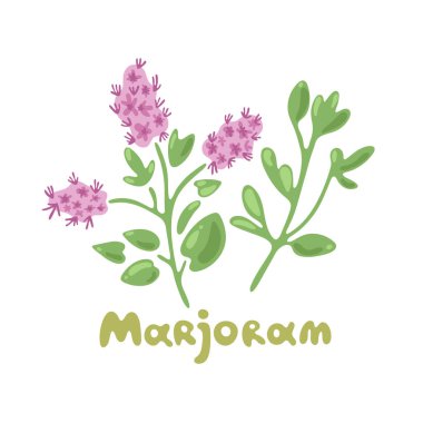 Marjoram. Et, güveç, omlet, kümes hayvanı ve çorba pişirmek için otlar. Bitki ve baharatların el işi çizimleri. Fransız bitkisinin klasik bileşeni. Harmanlanmış, iyi bitkiler..