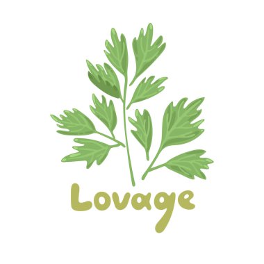 Sevgi, Levisticum officinale. Mutfak ve şifalı bitkiler. El çizimi botanik vektör çizimi. Oyuncu tasarım tarzı, salata malzemesi. Sevimli aşçılık bitkisi ikonu. İzole edilmiş baharat nesnesi.