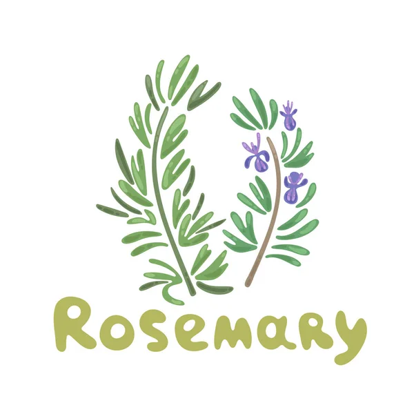 Rosemary Sprigs. Rosemary bylina a koření vektor legrační kliparty ilustrace. Elegantní kresby rozmarýnových rostlin s květinami. Botanická vektorová ilustrace, rozmarýnová větev. Roztomilý styl plochého návrhu — Stockový vektor