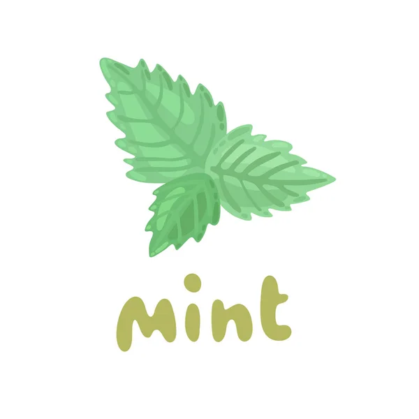 Mint icon. Culinary Herb. Cartoon fresh mint leaves on white background. Mint vector clipart illustration. Peppermint menthol leaves isolated on white background. Leaf herbal spearmint plant. — Stock Vector