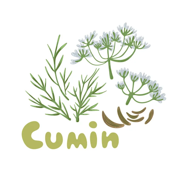 Graines Cumin Avec Fleurs Feuilles Illustration Vectorielle Cumin Plante Aromatique — Image vectorielle