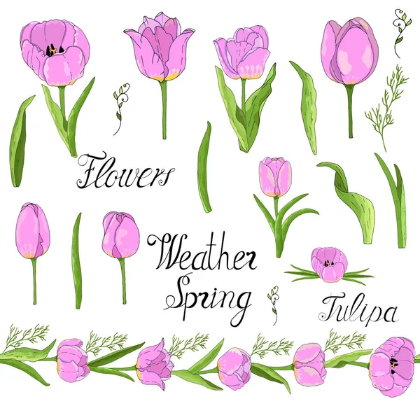 Tulipa Vector Illustration Hand Draw Celebrate Happy Spring Vector Illustration — Stock Vector