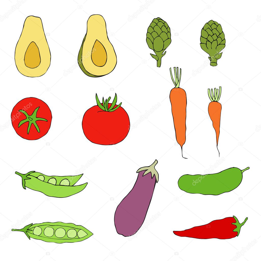 A set of pictures of vegetables for design.  Set vegetables vector illustration  hand draw.