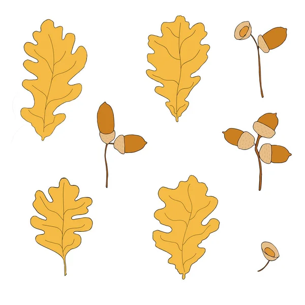 Vector Hand Draw Oak Leaves Acorns Vector Hand Draw Celebrate — Stock Vector