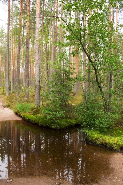 Çam ormanının su birikintisindeki yansıması. Sıcak bir yaz gününde, suların sakin bir şekilde yayılması.