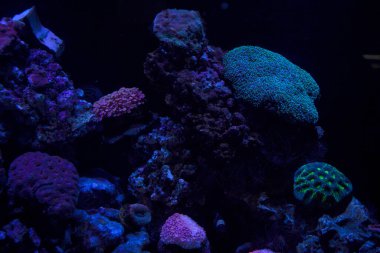 Su altında yaşayan mercanlar pembe çiçeklere benziyorlar yeşil ve mavi