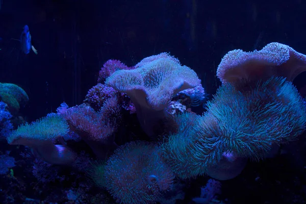 Küçük Mercan Telleri Denizin Altındaki Suyun Akışıyla Ileri Geri Hareket — Stok fotoğraf