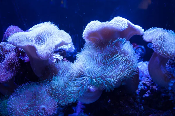Колония Волосатых Кораллов Водой Мексика — стоковое фото