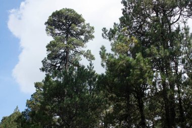 Dağlardaki devasa yüksek çam ağaçları