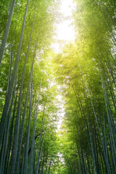 Bamboo forest with sun flare at Arashiyama, Japan