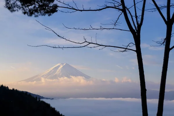 Прекрасный Утренний Снимок Горы Фудзи Морем Тумана Деревом Переднем Плане — стоковое фото