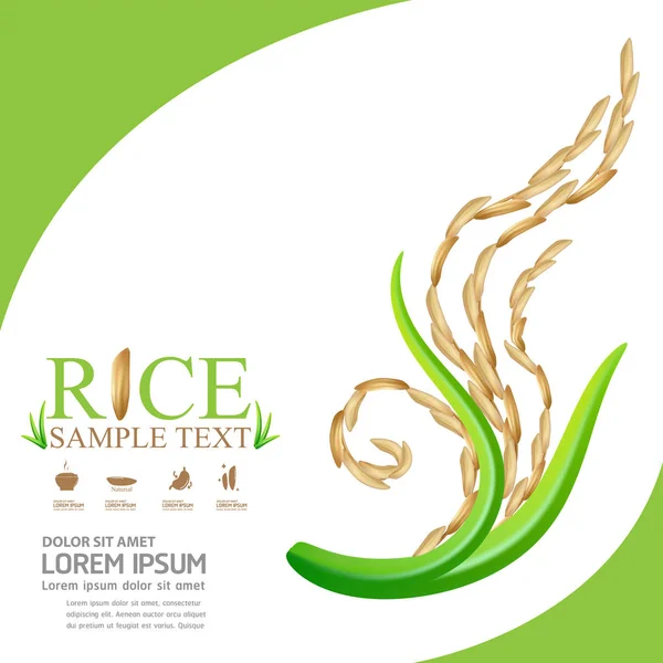 Rice Vector Background Products — Stock Photo, Image