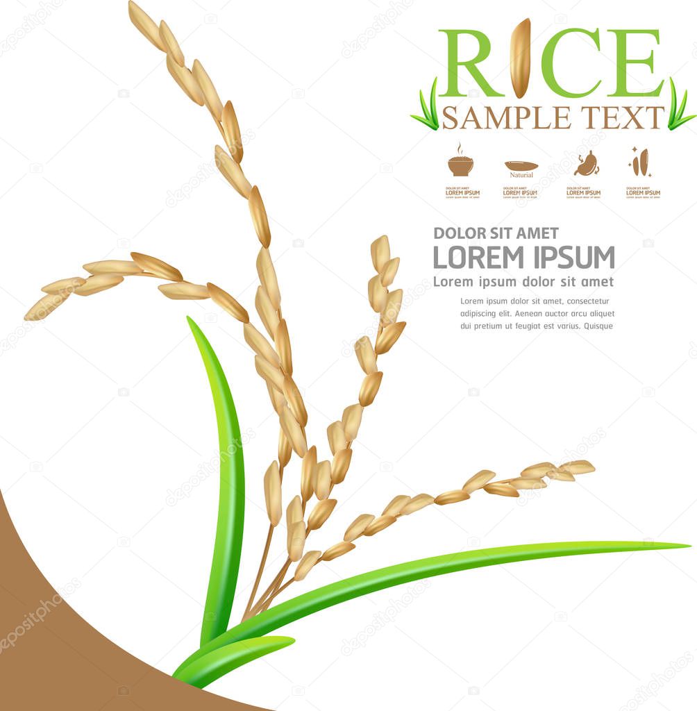 rice vector Background for Products.