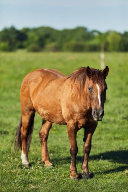 At yemek graas sahada