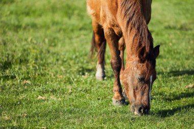At yemek graas sahada